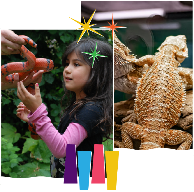 brads reptiles (1)