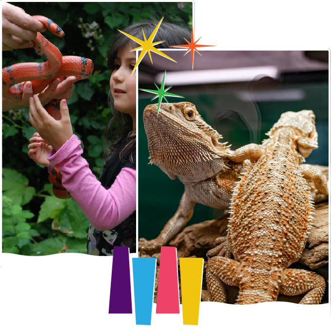 brads reptiles (2)
